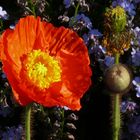 Leuchtender Mohn