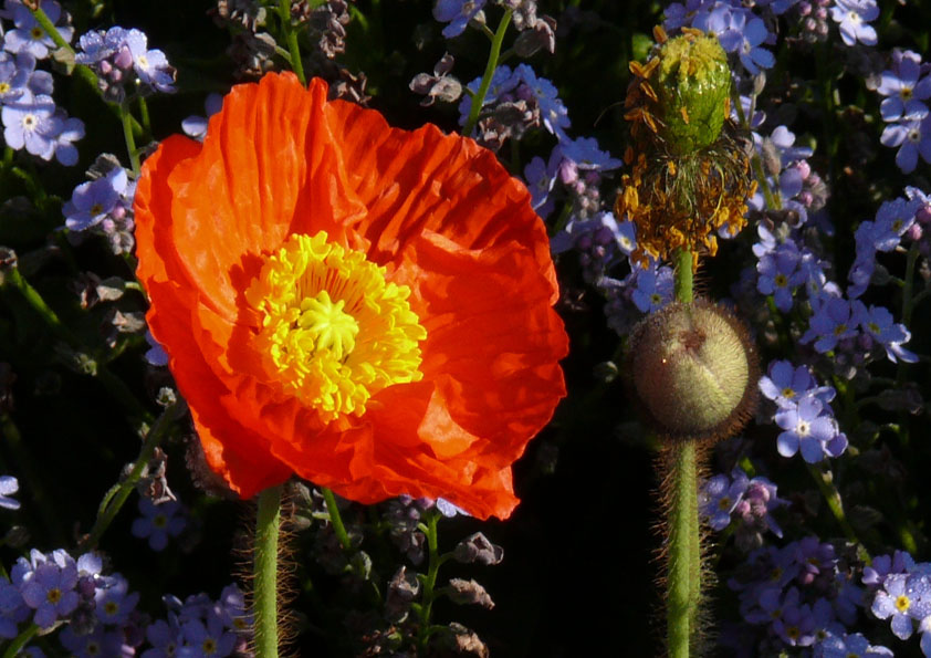 Leuchtender Mohn