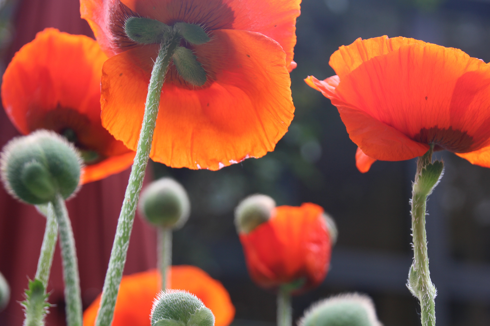 Leuchtender Mohn 