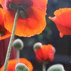 Leuchtender Mohn 