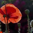 leuchtender Mohn