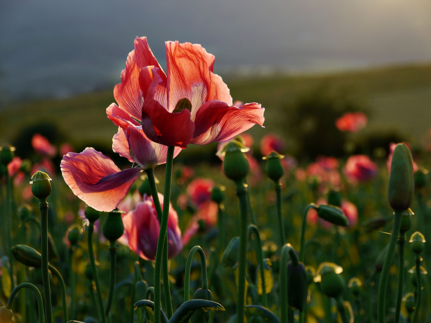 leuchtender Mohn