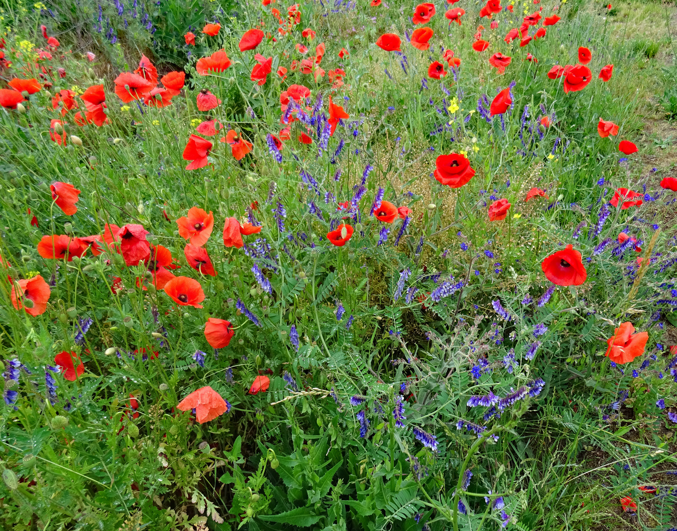 Leuchtender Mohn auf einem Feld