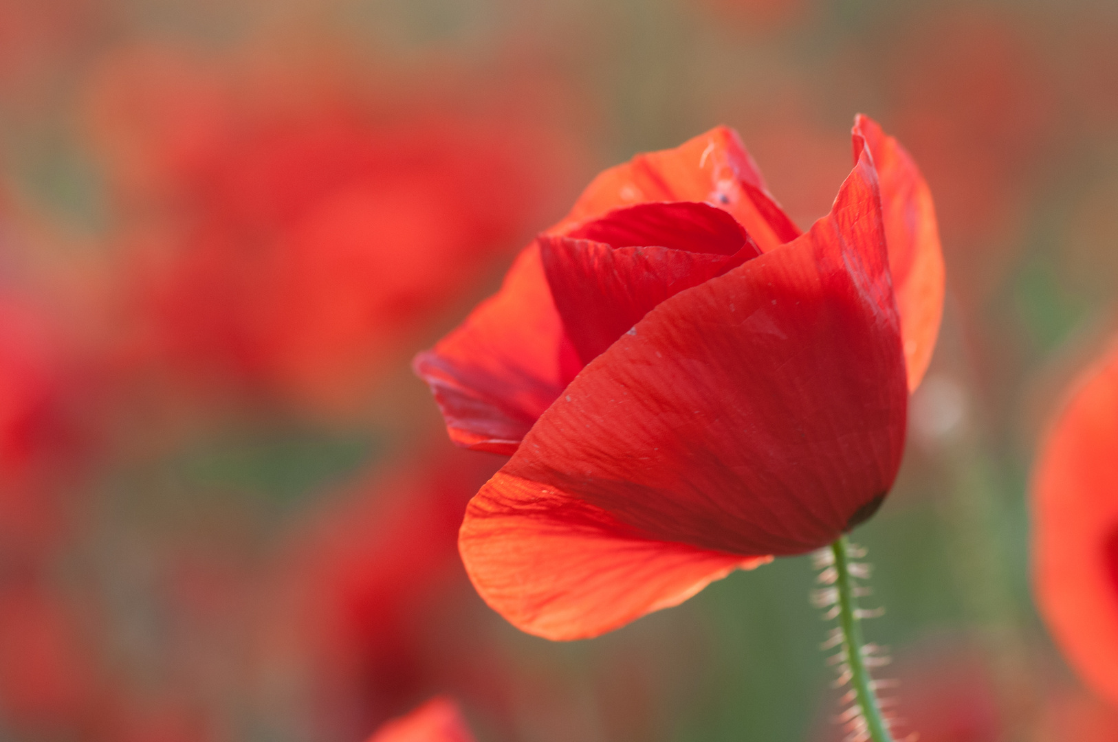 Leuchtender Mohn