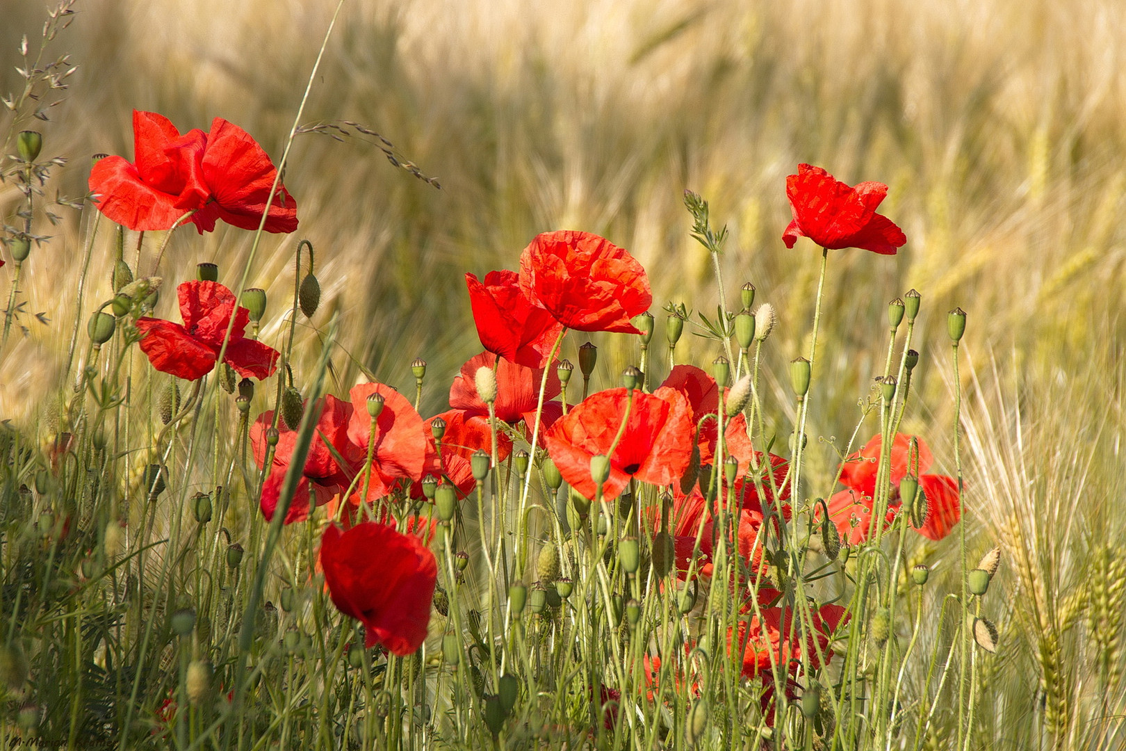 Leuchtender Mohn ...