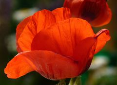 Leuchtender Mohn