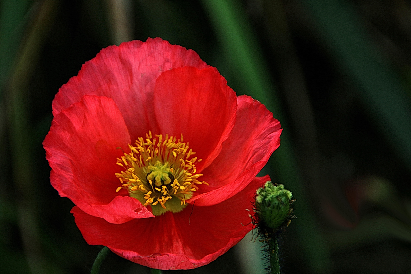 leuchtender Mohn