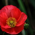 leuchtender Mohn