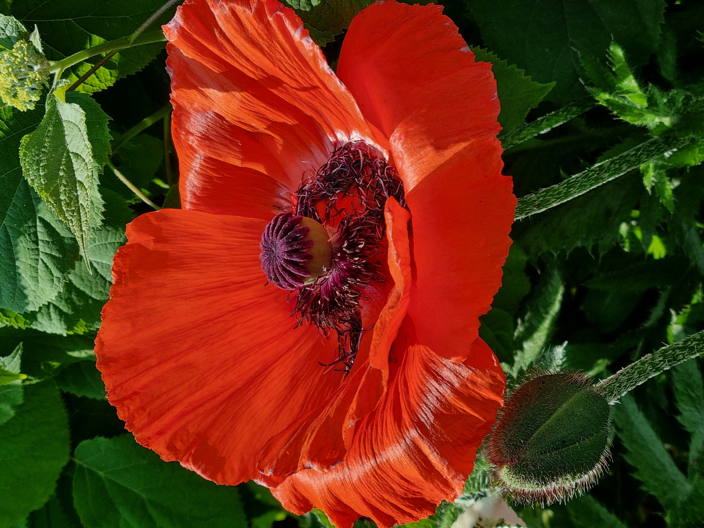 leuchtender Mohn