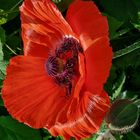 leuchtender Mohn