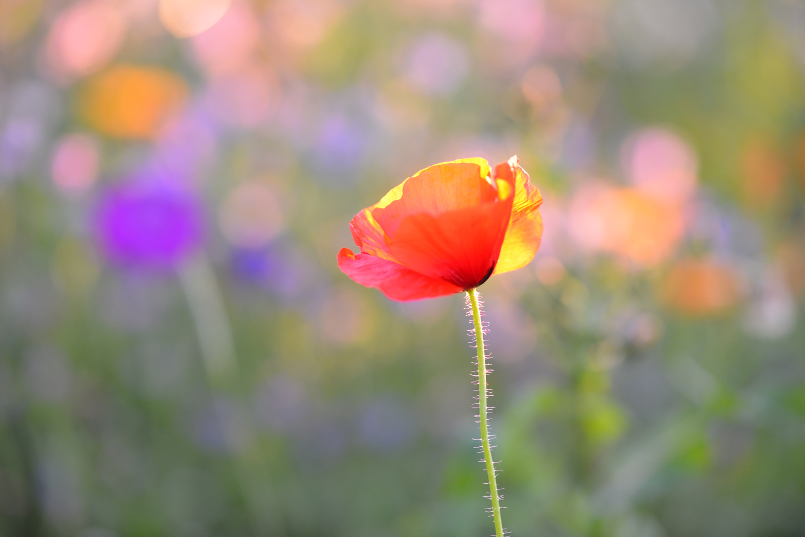 Leuchtender Mohn