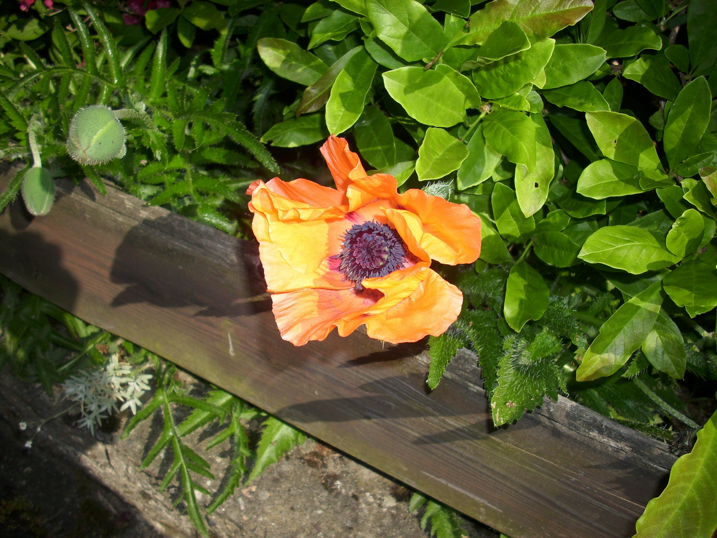 Leuchtender Mohn