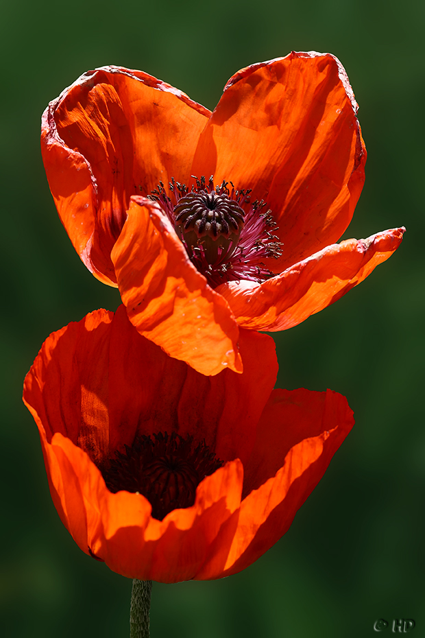 leuchtender Mohn