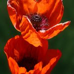 leuchtender Mohn