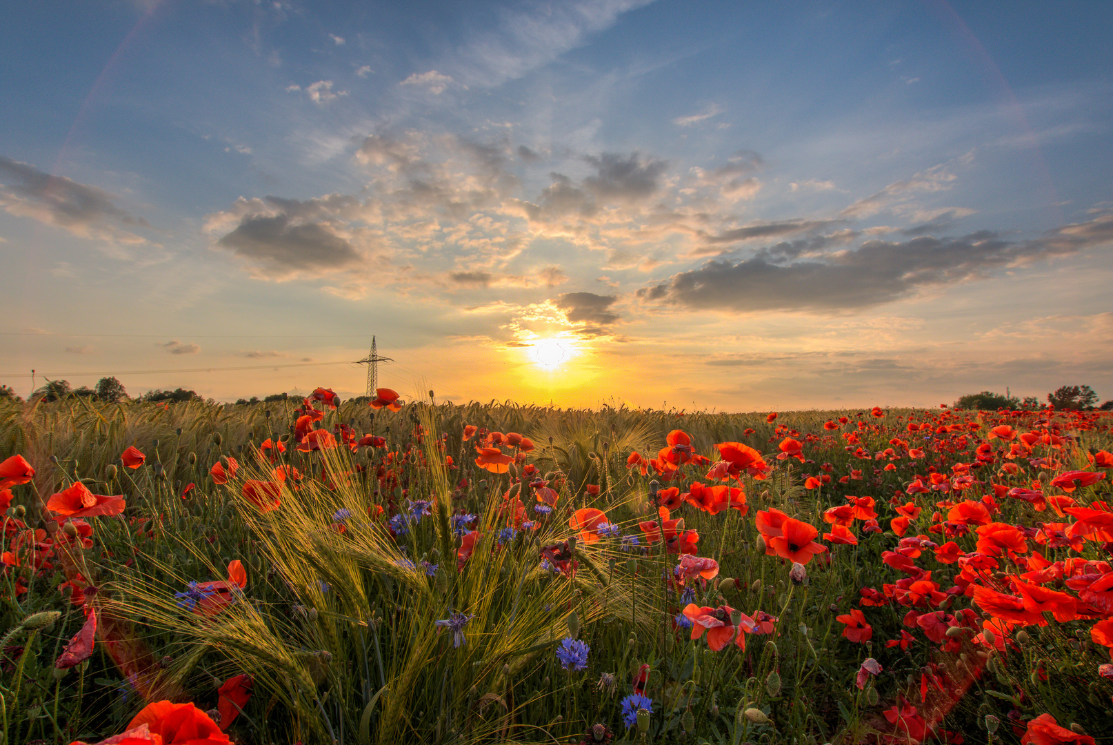 Leuchtender Mohn