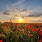 Leuchtender Mohn