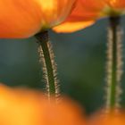 Leuchtender Mohn zum Mittwoch!