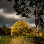 leuchtender November,im Park von Schloss Dyk