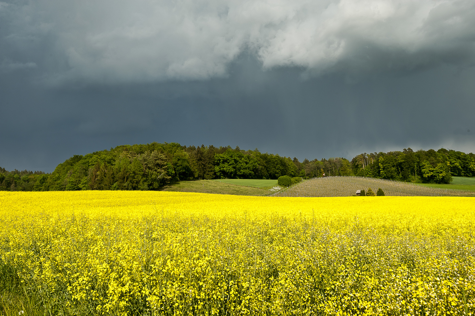 Leuchtender Raps vor einem Gewitter