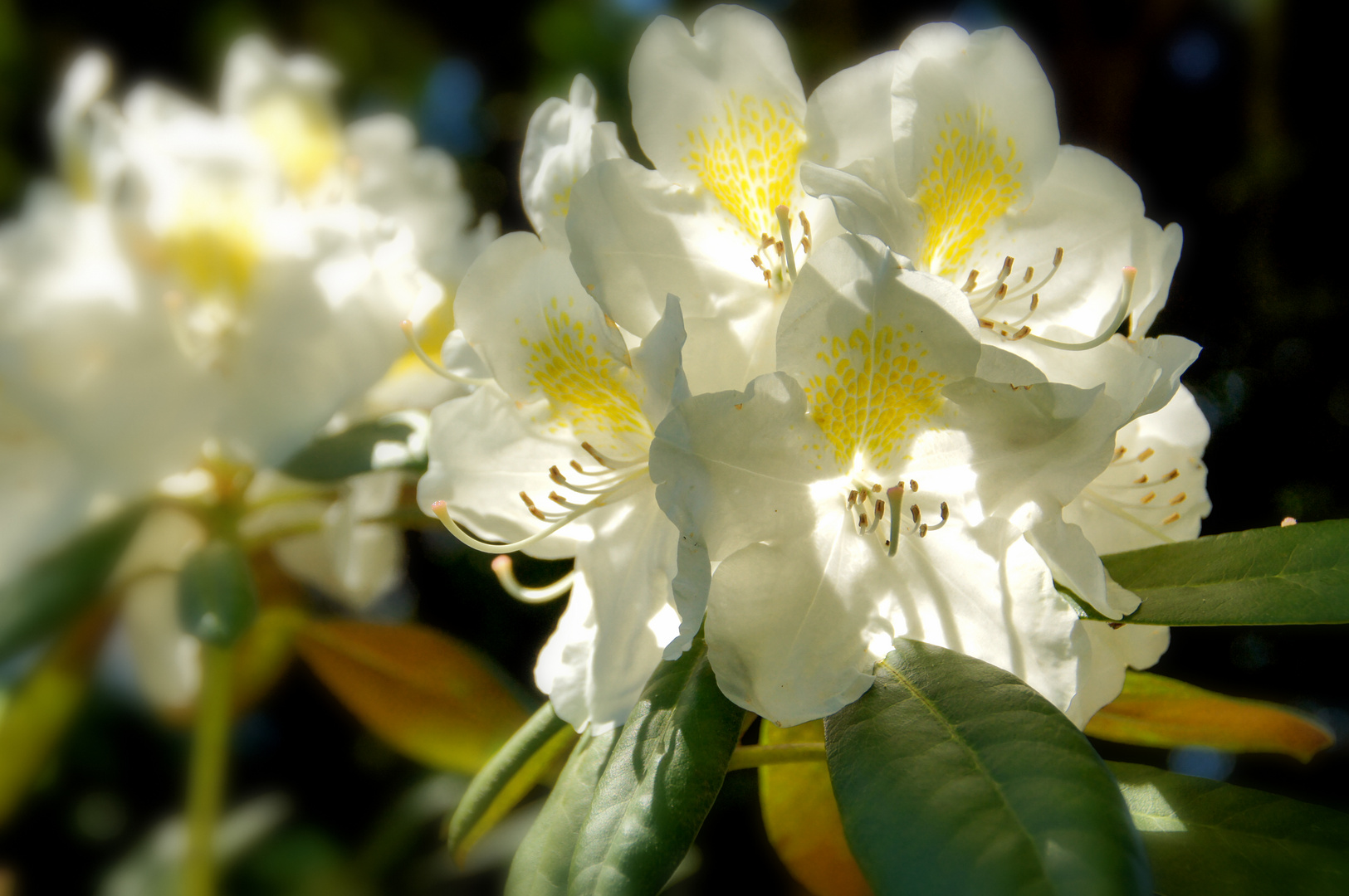 Leuchtender Rhododendron