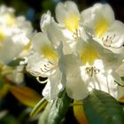 Leuchtender Rhododendron