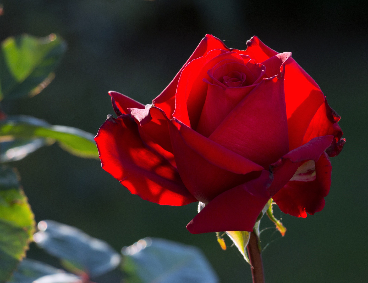 Leuchtender Rosengruß...