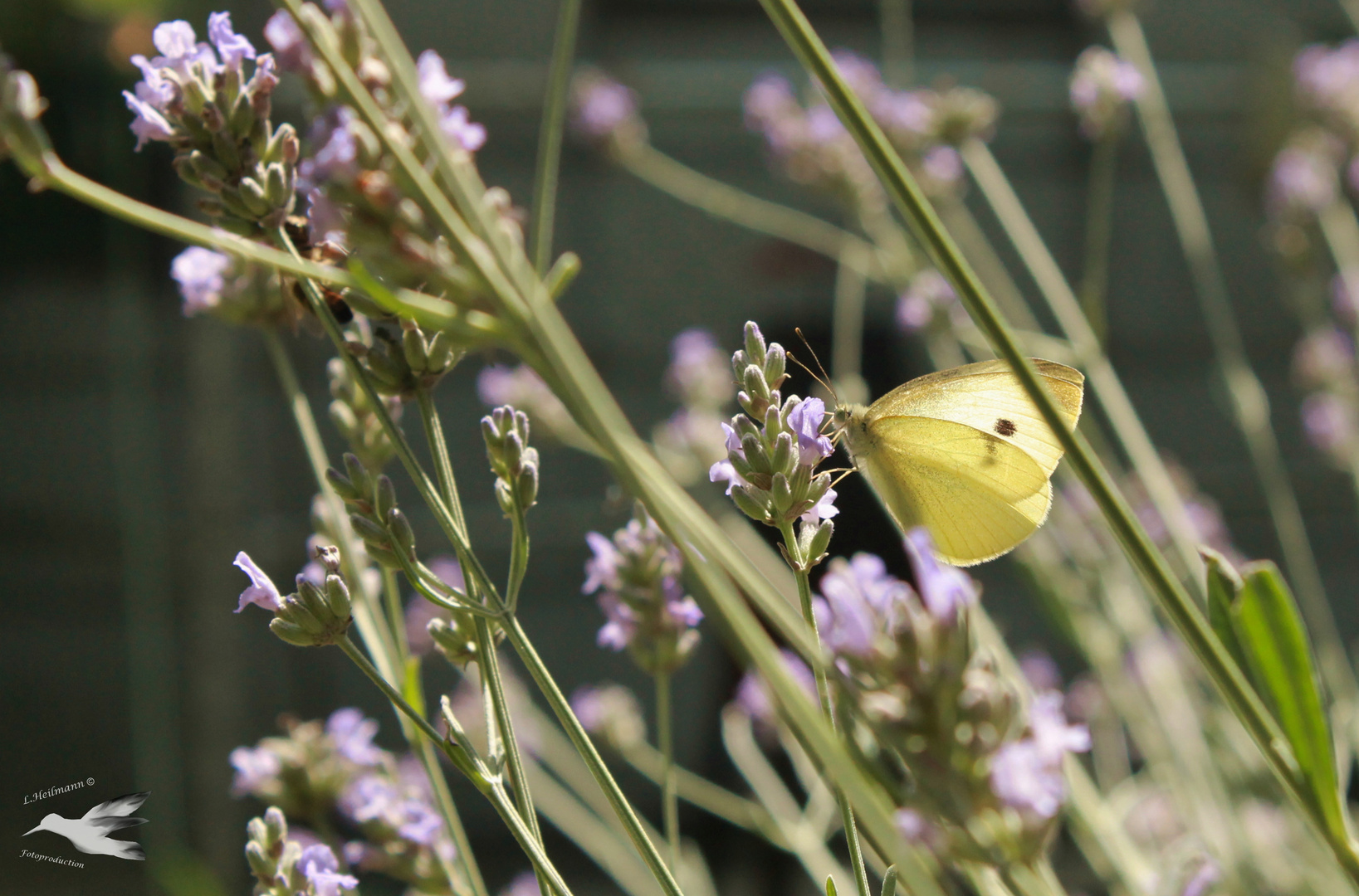 Leuchtender Schmetterling