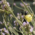 Leuchtender Schmetterling