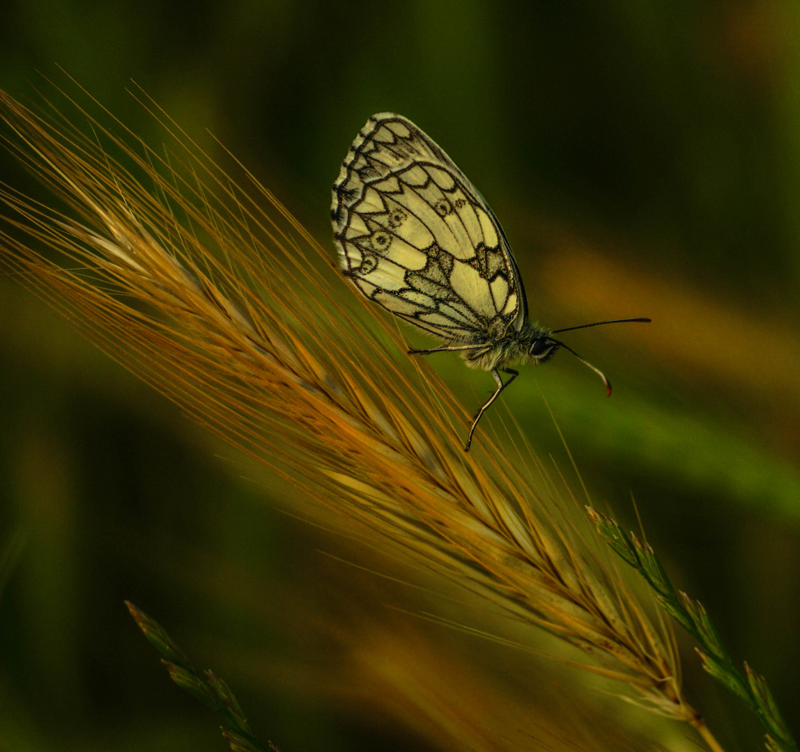 Leuchtender Schmetterling.-.........