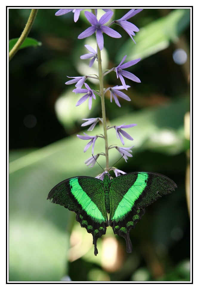 Leuchtender Schmetterling