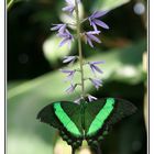 Leuchtender Schmetterling