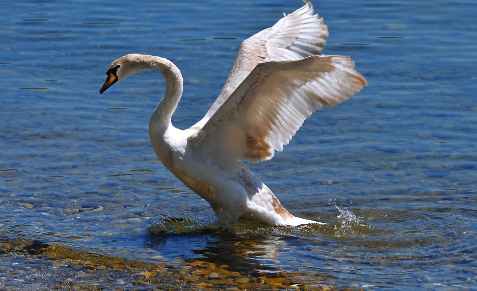 Leuchtender Schwan