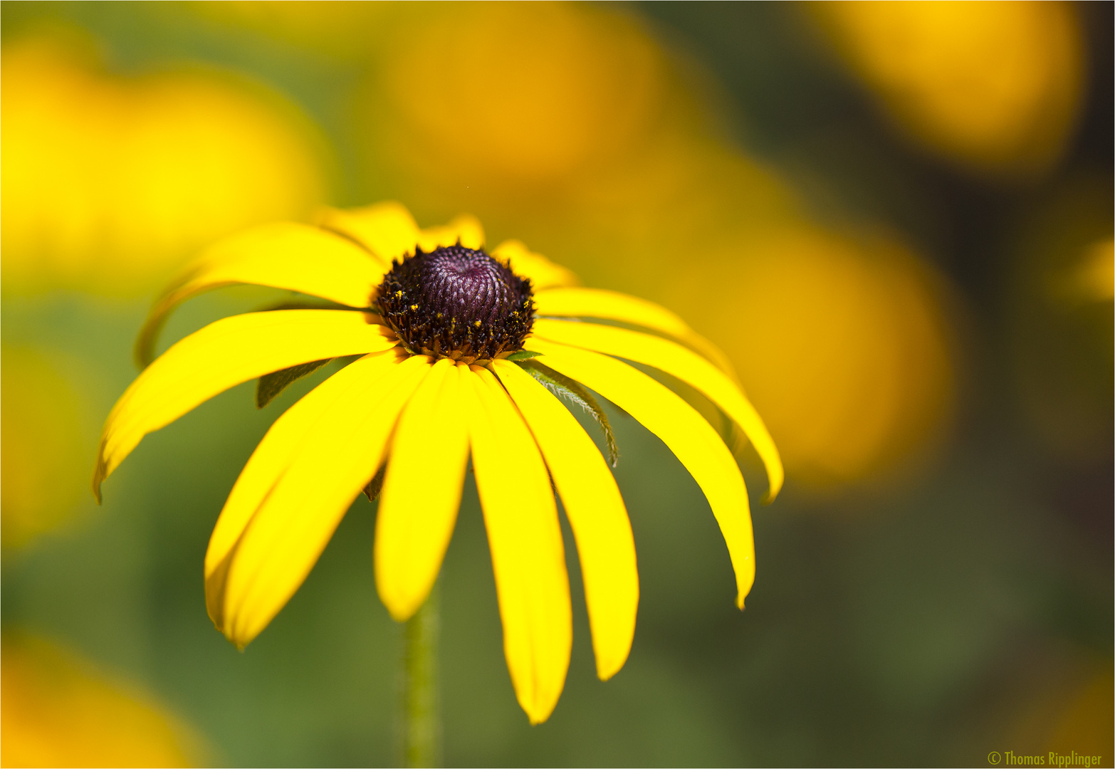 Leuchtender Sonnenhut (Rudbeckia fulgida)