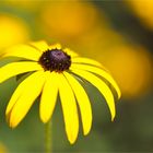 Leuchtender Sonnenhut (Rudbeckia fulgida)