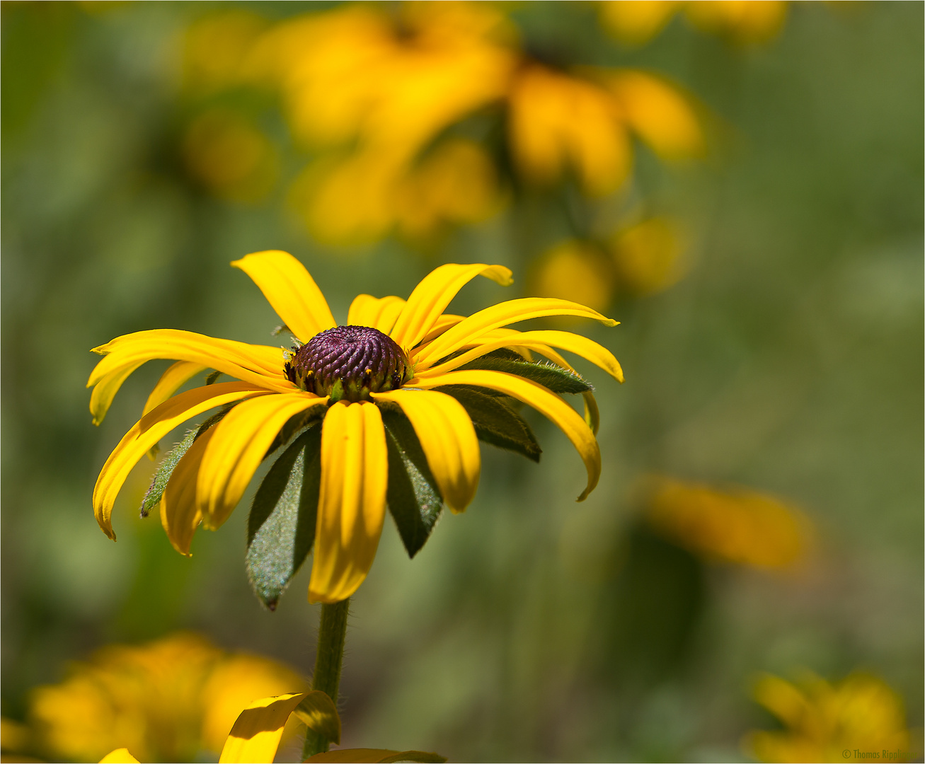 Leuchtender Sonnenhut (Rudbeckia fulgida).