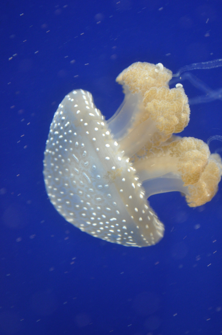 Leuchtender Stern im Wasser