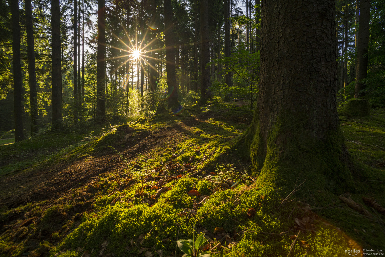 Leuchtender Wald Foto Bild deutschland europe bayern Leuchtender Wald Foto Bild deutschland europe bayern
