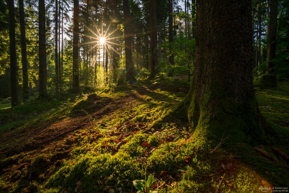 Leuchtender Wald  Foto Bild deutschland  europe bayern 