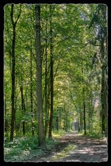 "Leuchtender Wald"