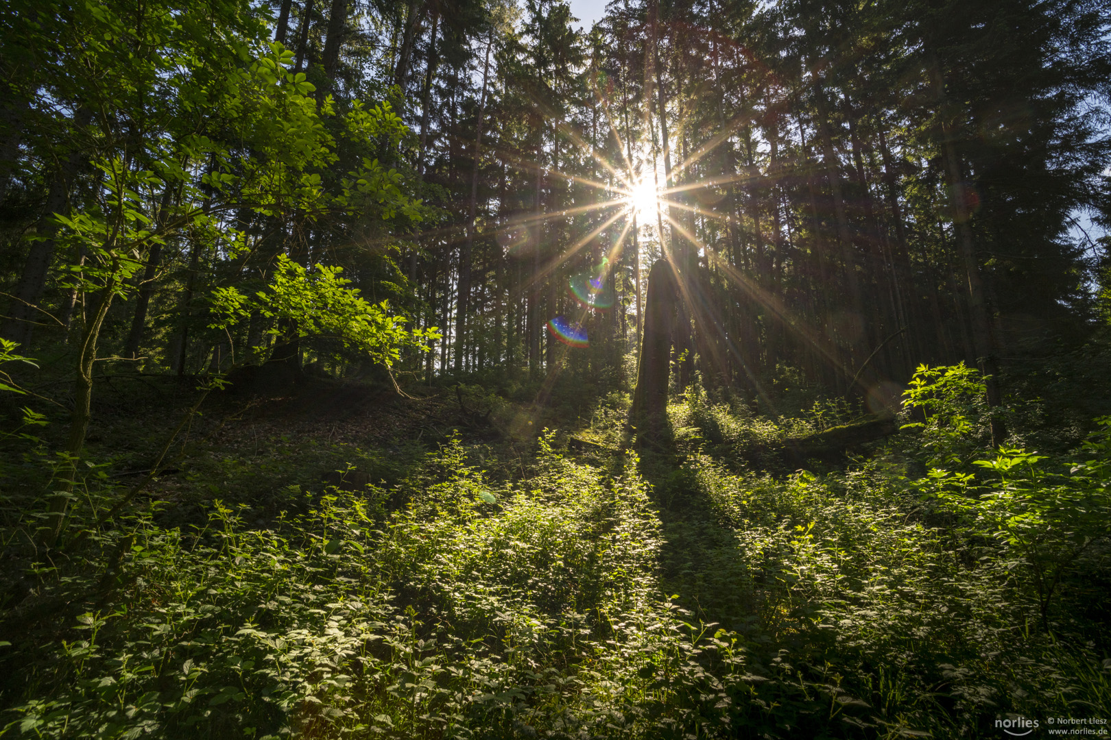 Leuchtender Wald