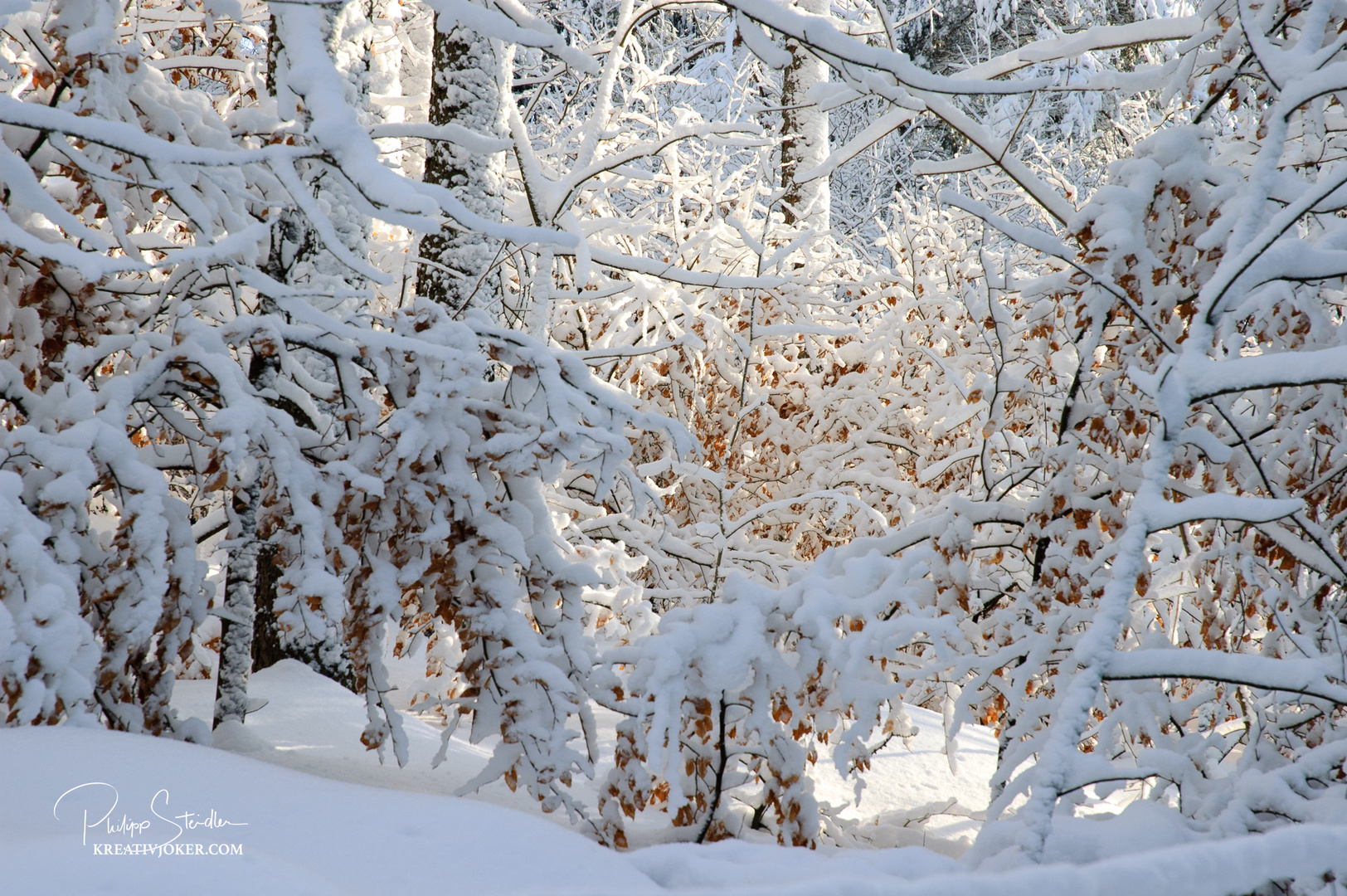 leuchtender Winterwald