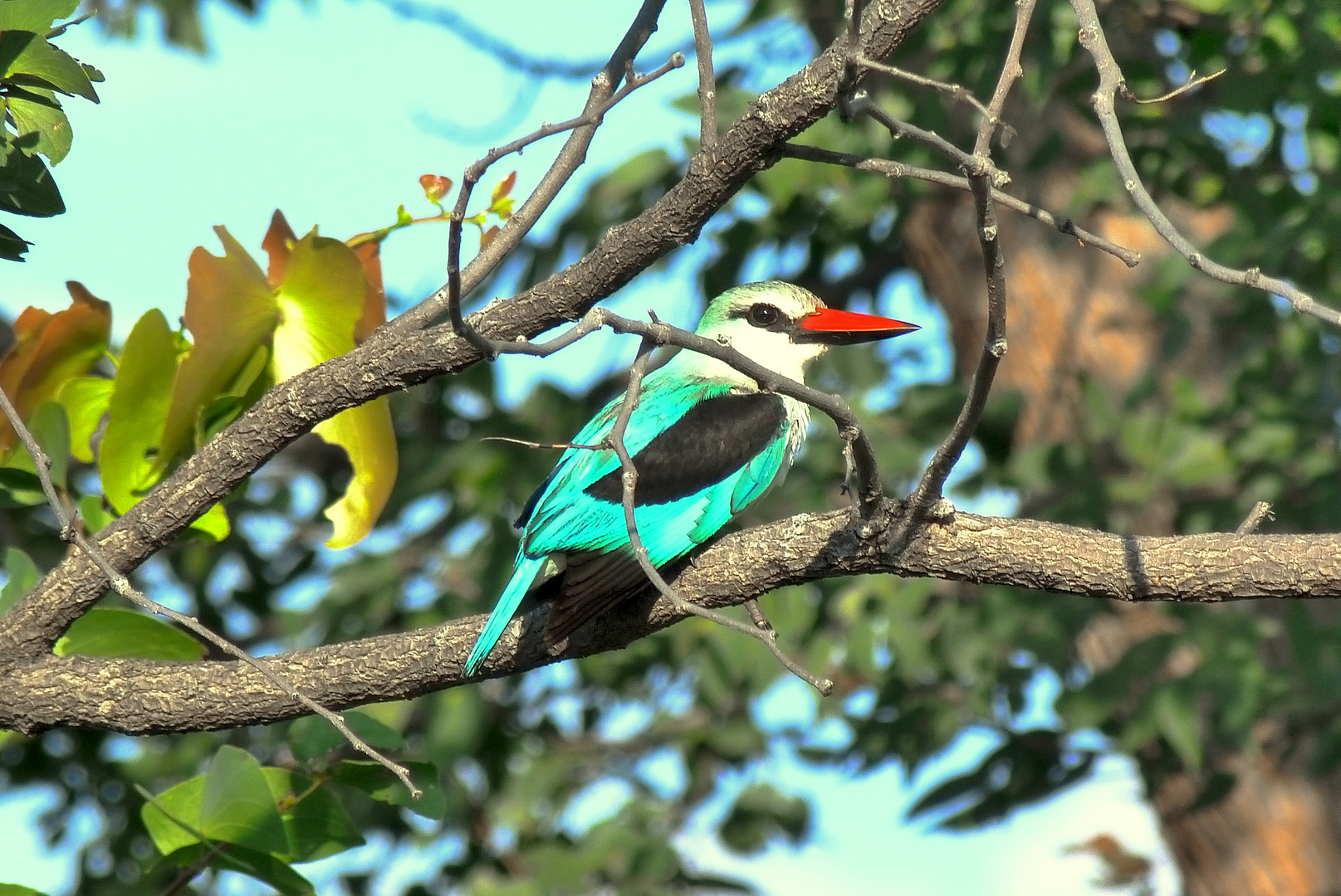 leuchtender Woodland-Kingfisher!