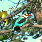 leuchtender Woodland-Kingfisher!