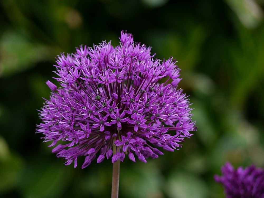 Leuchtendes Allium