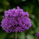 Leuchtendes Allium