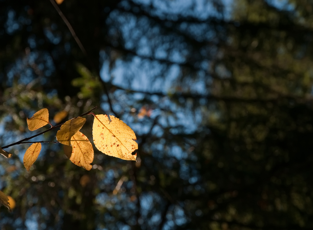 leuchtendes Blatt