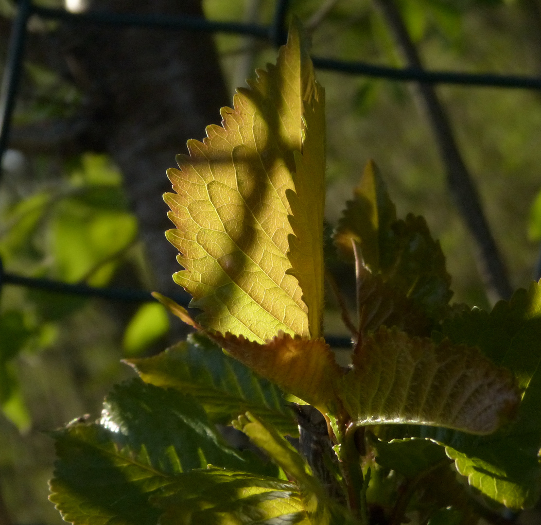 leuchtendes Blatt...