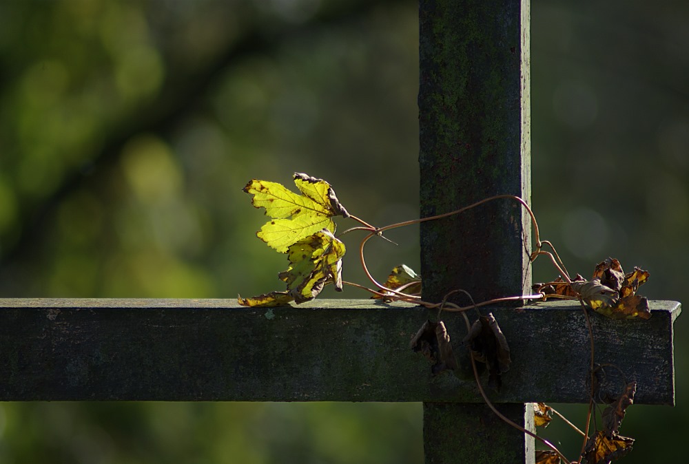 Leuchtendes Blatt