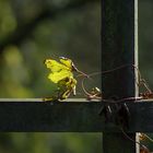 Leuchtendes Blatt