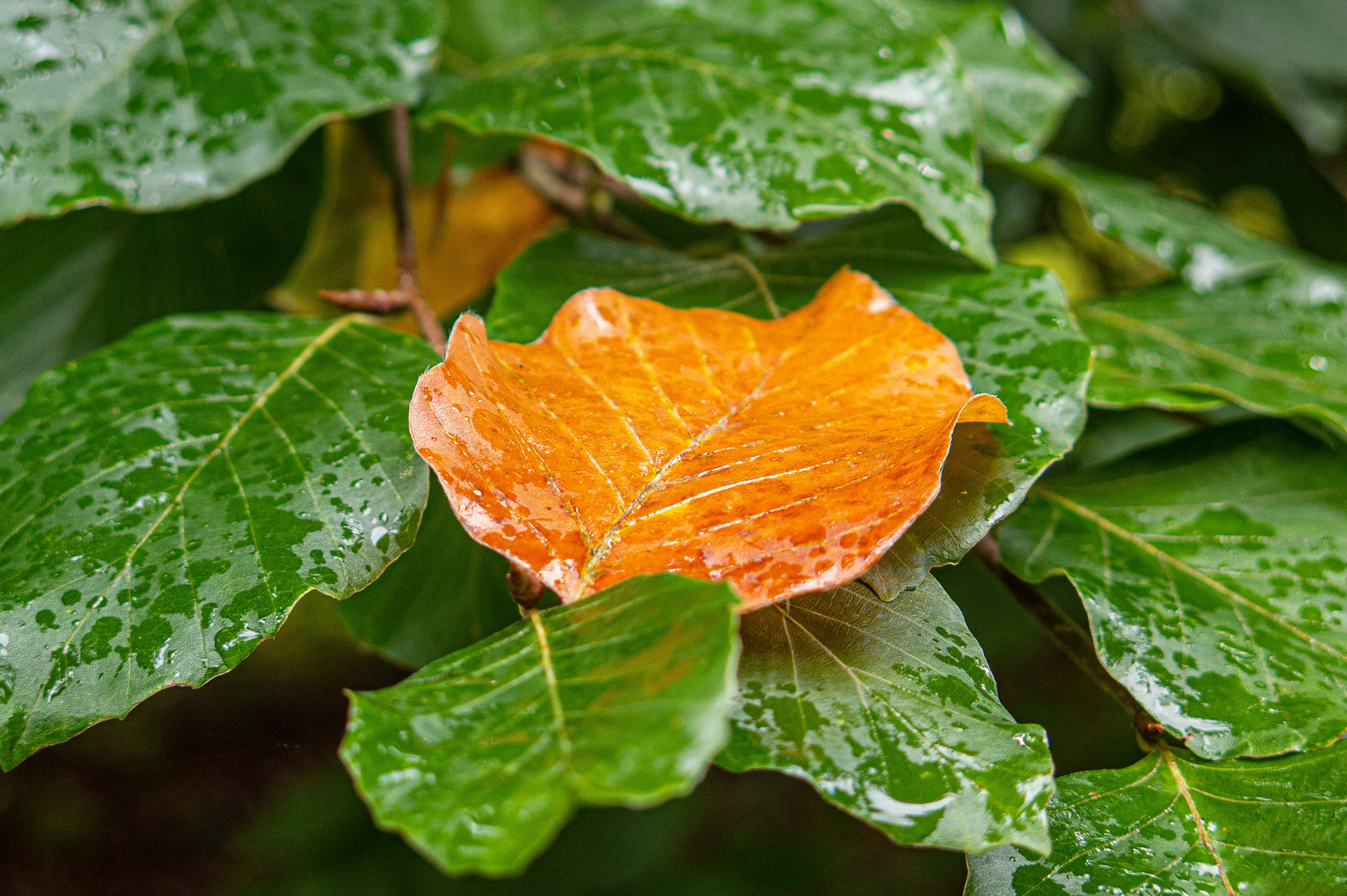 Leuchtendes Blatt